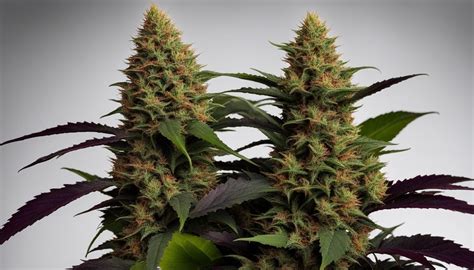 don mega strain|black banana x gmo strain.